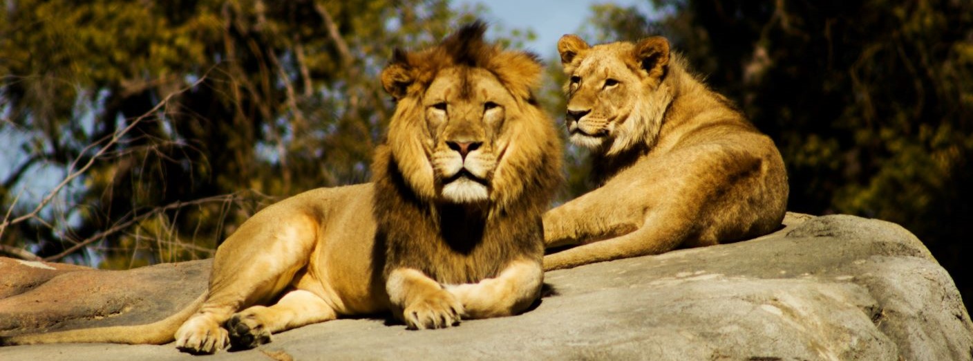 Two lions sitting on a rock.